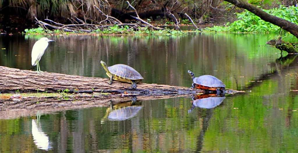 TurtlesWekivaRiver